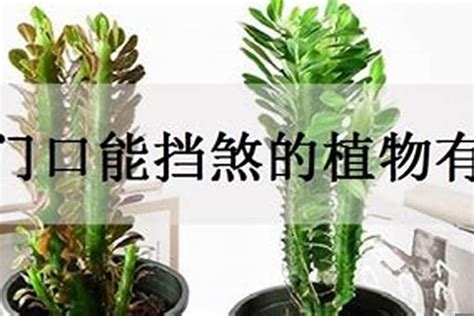 挡煞植物|挡煞的植物是什么